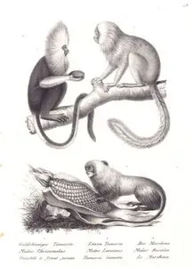 1.Goldstirgniger Tamarin, Midas Chrisomelas, Ouistiti a Front Jaune 2.Löwen Tamarin, Midas Leoninus, Tamarin Leoncito 3.Der Marikina, Midas Rosalia, Le Marikina (1.Golden-headed Lion Tamarin, Leontopithecus Chrysomelas) 2.Lesson's Saddle-back Tamarin, Saguinus Fuscus) 3.Golden Lion Tamarin, Leontopithecus Rosalia)