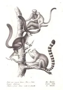 1.Maki mit Weisser Stirne, Lemur Albifrons - Maki a Front Blanc, Male at Femelle 2. Der Mokoko, Lemur Catta, Le Mokoko (1.White-headed Lemur (Male and Female), Eulemur Albifrons 2.Ring-tailed Lemur, Lemur Catta)