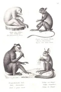 Fauler Lori (Pukan), Tarsier mit Braunen Handen, Kurzgeschwanzter Indri, Galago vom Senegal (Red Slender Loris, Loris Tardigradus-Makassar Tarsier, Tarsius Fuscus- Indri, Indri indri-Senegal Bushbaby, Galago Senegalensis)