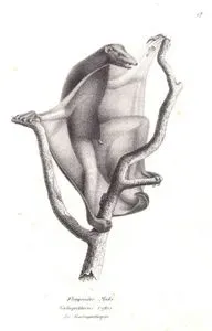 Fliegender Maki, Galeopithecus Rufus, La Galeopitheque (Sunda Flying Lemur, Sunda Colugo, Galeopterus Variegatus)