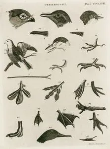 Ornithology