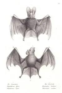 1.Die Leyernase, Megaderma Lyra, Megaderme Lyre 2.Die Stirnbinde, Rhinolophus Diadema, Rhinolople Diademe (1.Greater False Vampire Bat, Megaderma lyra 2.Diadem Round-leaf Bat, Hipposideros Diadema)