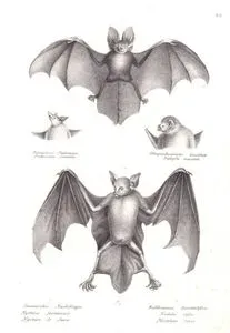 1.Javanischer Nachtflieger, Nycteris Javanicus, Nyctere de Java 2.Rothbrauner Kantenlefzer, Noctilio Rufus, Noctilion Roux -Felsenrüssel Fledermaus, Proboscidea Saxatilis-Ohngeschwanzter Zweiblatt, Diphylla Ecaudata (1.Javan Slit-faced Bat, Nycteris Javanica 2.Greater Bulldog Bat (Noctilio Leporinus)-Head of Proboscis Bat, Rhynchonycteris Naso-Head of Hairy-legged Vampire Bat, Diphylla Ecaudata)