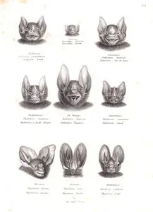 Bat Heads-Brillannasse, Phyllostoma Perspicillatum (Great fruit-eating Bat, Artibeus lituratus)-Sperrnase, Glossophaga Soricinun (Pallas's long-tongued Bat, Glossophaga Soricina)-Lanzennase, Pyllostoma Hastatum (Greater Spear-nosed Bat, Phyllostomus Hastatus)-Langblattnase, Phyllostoma Elongatum (Lesser Spear-nosed Bat, Phyllostomus Elongatus)-Der Vampyr, Phyllostoma Spectrum (Spectral Bat, Vampyrum Spectrum)-Zahnblattnase, Phyllostoma Crenulatum (Striped Hairy-nosed Bat, Gardnerycteris Crenulata)-Herznase, Megaderma Spasma (Lesser False Vampire Bat)-Stirnblatt, Megaderma Frons (Yellow-winged False Vampire, Lavia Frons)-Klebblattnase, Megaderma Trifolium (Lesser False Vampire Bat),