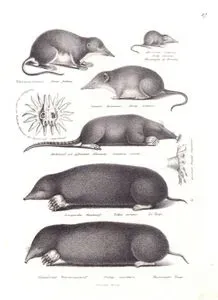 Wasserspitzmaus, Sorex Fodiens (Water Shrew, Neomys Fodiens)-Etrurische Spitzmaus, Sorex Etruscus (Etruscan Shrew, Suncus Etruscus)-Gemeine Spitzmaus, Sorex Araneus (Common Shrew)-Spitzwurf mit Gefranzter Schnauze, Condilura Cristata (Star-nosed Mole)-Europaischer Maulwurf, Talpa Europe, La Toupe (European Mole, Talpa Europaea)-Canadischer Wassermaulwurf, Scalops Canadensis, Musaraigne Toupen (Eastern Mole, Scalopus Aquaticus)
