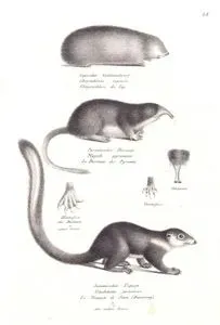 Capischer Goldmaulwurf, Chrysochloris Capensis, Chrysochlore du Cap (Cape Golden Mole, Chrysochloris Asiatica)-Pyrenaischer Desman, Mygale Pyrenaica, Le Desman Des Pyrenees (Pyrenean Desman, Galemys pyrenaicus)-Javanischer Tupaije, Gladobates Javanicus, La Toupaje de Java (Banxring) (Pygmy Treeshrew, Tupaia minor)