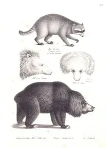 Der Waschbar, Procyon Lotor, Le Raton Laveur (Northern Raccoon)-Langrüssliger Bar (Sehr Alt), Ursus Longirostris, Le Jongleur (Sloth Bear, Melursus Ursinus)-Kopf Eines Jungen, Kops Des Alten (Head of old and Young Bear)