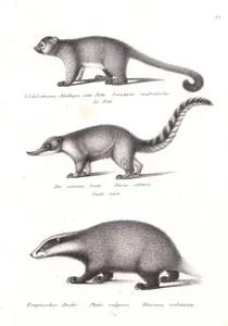 Wickelschwanz Kinkayou Oder Potto, Cercoleptes Caudivolvulus, Le Potto (Kinkajou, Potos Flavus)-Der Einsame Coati, Nasua Solitaris, Coati Rouse (South American Coati, Nasua Nasua)-Eropaischer Dachs, Meles Vulgaris, Blaireau Ordinaire (European Badger, Meles Meles)