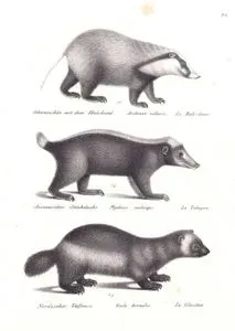 Schweinsbar mit dem Halsband, Arctonyx Collaris, Le Bali Soar (Greater Hog Badger)-Javanischer Stinkdachs, Mydaus Meliceps, Le Telagon (Sunda Stink Badger, Mydaus Javanensis)-Nordischer Vielfrass, Gulo Borealis, Le Glouton (Wolverine, Gulo Gulo)