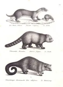 Das Kleine Wiesel, Mustela Vulgaris, La Belette (Least Weasel, Mustela Nivalis)-Glanzender Kazenbar, Ailurus Fulgens, Le Panda (Red Panda)-Weisstirniger Barenmarder, Ictis Albifrons, Le Bentourong (Binturong or Bearcat, Arctictis Binturong)
