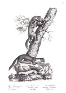 1.Der Baummarder, Mustela Martes, Le Martre (European Pine Marten, Martes Martes) 2.Der Hausmarder, Mustela Foina, La Foine (Stone Marten or Beech Marten, Martes Foina) 3.Das Hermelin, Mustela Erminea, L'Hermenie (Stoat or Ermine)