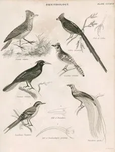 Ornithology-Alauda Cristata, Foot Of Colius, Garrulus Cristatus, Cassicus Cristatus, Paradisea Apoda, Synallaxis Tupinieri,
 Bill Pf Paradisea, Bill Of Dendrocolaptes Procorvus