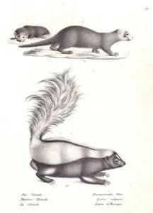 1.Der Chinche, Mephitis Chinche, Le Chinche (Striped Skunk or Chinche, Mephitis Mephitis) 2.Europaischer Otter, Lutra Vulgaris, Lutre d'Europe (Eurasian otter, Lutra Lutra)