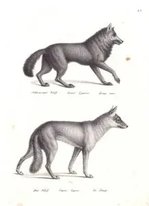 Schwarzer Wolf, Canis Lycaon, Loup Noir (Eastern Wolf, Canis Lupus Lycaon )-Der Wolf, Canis Lupus, Le Laup (Eurasian Wolf, Canis lupus lupus)
