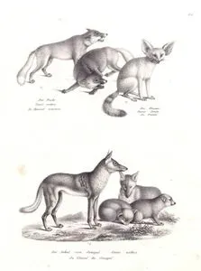 Der Fuchs, Canis Vulpes, Le Renard Commun (Red Fox, Vulpes Vulpes)-Der Fennec, Canis Zerda, Le Fennec (Fennec Fox, Vulpes Zerda )-Der Jakal Vom Senegal, Canis Anthus, Le Chacal du Senegal (African Wolf or African Golden Wolf)