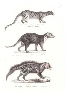 Genette aus der Barbarey, Viverra Afra, Genette de Barbarie (Common Genet, Genetta Genetta)-Das Zibehtthier, Viverra Zibetha, Le Zibeth (Large Indian Civet)-Die Civette, Viverra Civetta, La Civette (African Civet, Civettictis Civetta)