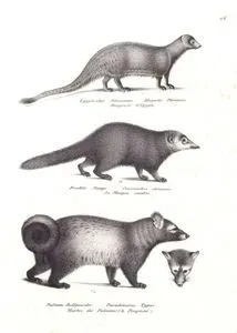 Egyptischer Jchneumon, Herpestes Pharaonis, Mangouste d'Egypte (Egyptian Mongoose, Herpestes ichneumon)-Dunkler Mango, Crossarchus Obscurus, Le Mangue Sombre (Common Cusimanse)-Palmen Rollmarder, Paradoxurus Typus, Martre des Palmiers (Le Pougoune) (Northern Palm Civet, Paradoxurus Hermaphroditus)