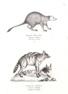 Capisches Schnarrthier, Ryzaena Capensis, Suricate du Cap (Meerkat, Suricata Suricatta)-Lalandische Zibethyane, Proteles Lalandii, Proteles de Lalende (Aardwolf, Proteles Cristatus)