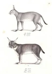 Der Karakal, Felis Caracal, Le Caracal (Caracal, Caracal Caracal)-Der Luchs, Felis Linx, Loup Cervier (Eurasian lynx or Loup Cervier, Lynx lynx )