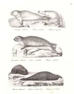 Gemeiner Seehund, Phoca Vitulina, Phoque Commun (Common Seal, Phoca Vitulina)-Geringelter Seehund, Phoca Anellata, Phoque Annelee (Ringed Seal, Pusa Hispida)-Rüssel Seehund, Phoca Proboscidea, Phoque a Trompe (Southern Elephant Seal, Mirounga Leonina)