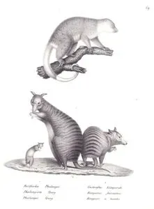 1.Rostfarber Phalanger, Phalangista Quoy, Phalanger Quoy (Waigeou Cuscus or Waigeou Spotted Cuscus, Spilocuscus Papuensis) ) 2.Gestreiftes Kanguruh, Kangurus Fasciatus, Kanguro a Bandes (Banded Hare-wallaby or Munning, Lagostrophus Fasciatus)