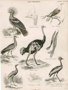 Ornithology-Lophyrus Coronatus, Vinago Aromatica, Otis Arabs, Struthio Carnelus, Psophia 
Crepitans, Anthropoides Pavonina
