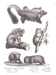 1.Eichornartiger Fliegender Phalanger, Petaurus Sciureus, Petauriste Ecureuil (Squirrel Flying Phalanger) 2.Grauer Koala, Lipurus Cinereus, Koala Gris (Koala, Phascolarctos Cinereus) 3.Der Wombat, Amblotis Wombat, Le Wombat (Common Wombat, Vombatus Ursinus)