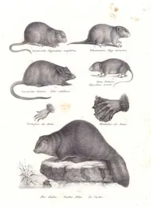 Wasserratte, Hypudaeus Amphibius (Eurasian Water Vole, Arvicola Amphibius)-Wiesenmaus, Hyp. Terrestris (Meadow Mouse)-Canadischer Ondatra, Fiber Zibethicus (Common Muskrat, Ondatra Zibethicus)-Kleine Feldmaus, Hypudaeus Arvalis (Common Vole, Microtus Arvalis)-Der Bieber, Castor Fiber, Le Castor (Eurasian Beaver)