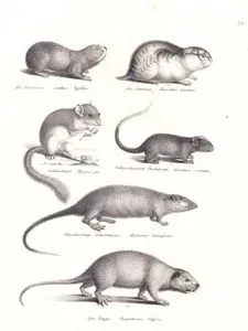 Die Blindmaus, Spalece Typhlus (Greater Blind Mole-rat, Spalax Microphthalmus)-Der Lemming, Hypudceus Lemmus (Lemming)-Siebenschlafer, Myoxus Glis (European Fat Dormouse, Glis Glis)-Gelbgeschwanzte Stachelratte, Loncheres Cristatus (White-faced Tree-rat, Echimys Chrysurus)-Weissbauchige Schwimmaus, Hydromys Leucogaster (Common Water Rat, Hydromys Chrysogaster)-Der Coypu, Myopotamus Coypus (Coypu)