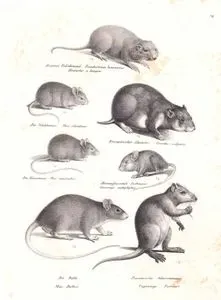 Brauner Falschmund, Pseudostoma Bursarius, Hamster a Bourse (Plains Pocket Gopher, Geomys Bursarius)-Die Waldmaus, Mus Silvaticus (Long-tailed Field Mouse, Apodemus Sylvaticus)-Europaischer Hamster, Cricetes Vulgaris (Common Hamster, Cricetus Cricetus)-Die Hausmaus, Mus Musculus (House Mouse)-Blumenfressende Sackmaus, Saccomys Antophylus (Spiny Mouse)-Die Ratte, Mus Rattus (Roof Rat, Rattus Rattus)-Furnierische Schweinsmaus, Capromys Furnieri (Desmarest's Hutia, Capromys Pilorides)