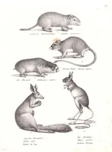 Swinderische Haarschwanzmaus, Aulacodus Swinderianus (Greater Cane Rat, Thryonomys Swinderianus)-Indischer Hüpfer, Meriones indicus (Indian Gerbil, Tatera indica)-Der Blessmoll, Batheyergus Capensis-Capisches Sprungthier, Pedetes Cafer, Pedete du Cap (East African Springhare, Pedetes surdaster)-Der Alackdaga, Dipus Jaculus, Gerboise Alactaga (Lesser Egyptian Jerboa, Jaculus jaculus)