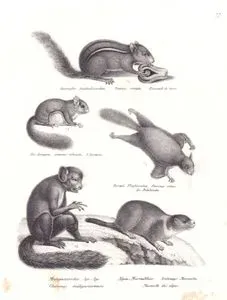 Gestreiftes Backenhörnchen, Tamias Striata, Ecureuil de Terre (Eastern Chipmunk, Tamias Striatus )-Der Assapan, Sciurus Volucella, L'Assapan (Southern Flying Squirrel, Glaucomys Volans)-Europa Flughörnchen, Pteromys Volans, Le Polatouche (Siberian Flying Squirrel)-Madegascariches Aye Aye, Cheiromys Madegascariensis (Aye-aye, Daubentonia Madagascariensis)-Alpen Murmelthier, Arctomys Marmotta, Marmotte des Alpes (Alpine Marmot, Marmota Marmota)