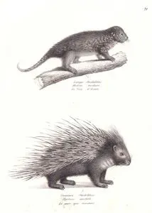 Listiges Stachelthier, Histrix insidiosa, Le Guiy d'Azara (Bahian Hairy Dwarf Porcupine-Coendou insidiosus)-Gemeines Stachelthier, Hystrix Cristata, Le Pore Epic Commun (Crested Porcupine)