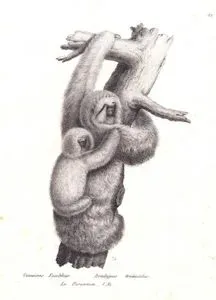 Gemeines Faulthier, Bradypus Tridactilus, Le Paresseux L'Ai (Pale-throated Three-toed Sloth, Bradypus Tridactylus)