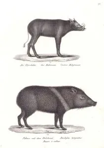 Der Hirscheber, Sus Babirussa, Cochon Babyrousse (Moluccan Babirusa, Babyrousa Babyrussa)-Pekari mit dem Halsband, Dicotyles Torquatus-Pecari a Collier (Collared Peccary, Dicotyles Tajacu)