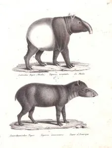 Indischer Tapir (Maiba), Tapirus Orientalus, Le Maiba (Malayan Tapir, Tapirus indicus)-Amerikanischer Tapir-Tapirus Americanus-Tapir d'Amerique (Lowland Tapir, Tapirus Terrestris)