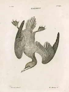 Gannet-Pl. CIII - No. 293