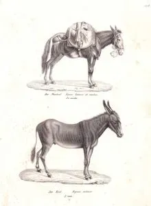 Der Maulesel, Equus Hinus et Mulus, Le Mulet (Mule)-Der Esel, Equus Asinus, L'ane (Domestic Ass, Donkey, Equus Asinus)