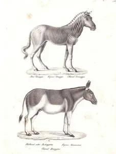 Das Quagga, Equus Quagga, Cheval Quagga (Plains Zebra)-Halbesel Oder Dshiggetai, Equus Hemionius, Cheval Dziggtai (Onager)