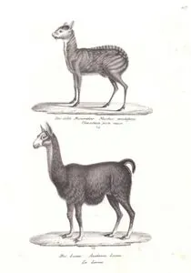 Das Achte Bisamthier, Moschus Moschiferus, Chevrotain Porte Musc (Siberian Musk-deer)-Das Lama, Auchenia Lama, Le Lama (Llama, Lama Glama)