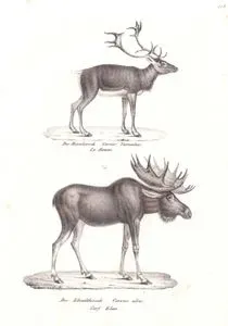 Der Rennhirsch, Cervus Tarandus, Le Renne (Caribou, Rangifer Tarandus)-Der Elendthirsch, Cervus Alces, Cerf Elan (Moose Deer)