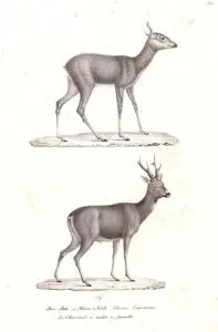 Das Reh (1)Mann (2)Weib, Cervus Capreolus, Le Chevreuil (1)Male (2)Femelle (Roe Deer (1) Male (2) Female, Capreolus Capreolus)