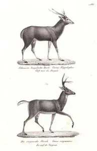 Schwarzer Bengalischer Hirsch, Cervus Hippelaphus, Cerf Noir du Bengale(Javan Deer, Rusa Timorensis)-Der Virginische Hirsch, Cervus Virginianus, Le Cerf de Virginie (White-tailed Deer, Odocoileus Virginianus)