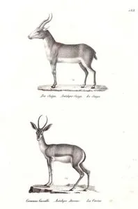 Die Saiga, Antilope Saiga, Le Saiga (Saiga, Saiga Tatarica)-Gemeine Gazelle, Antilope Dorcas, La Corine (Gazelle)