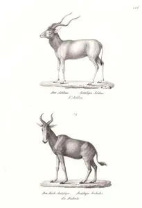 Der Addax, Antilope Addax, L'Addax (Addax, Addax Nasomaculatus)-Die Kuh Antilope, Antilope Bubalis, Le Bubale (Hartebeest, Alcelaphus Buselaphus)