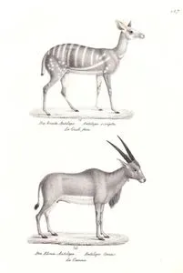 Die Bunte Antilope, Antilope Scripta, Le Guim Feb (Northen Bushbuck, Tragelaphus Scriptus)-Die Elenn Antilope, Antilope Oreas, Le Canna (Common Eland, Tragelaphus Oryx)