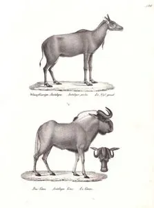 Weisfüssige Antilope, Antilope Picta, Le Nyl Gaut (Nilgai, Boselaphus Tragocamelus)-Das Gnu, Antilope Gnu, Le Gnou (Black Wildebeest, Connochaetes Gnou)