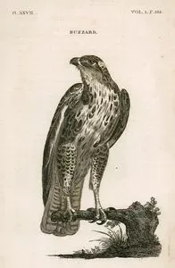 Buzzard Pl. XXVII Vol.1.P.232