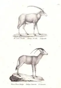 Die Wahre Gazelle, Antilope Gazelle, L'Algazelle (Mountain Gazelle, Gazella Gazella)-Weisse Posan Antilope, Antilope Leucorix, Le Leucorix (Arabian Oryx, Oryx Leucoryx)