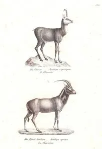 Die Gemse, Antilope Rupicapra, Le Chamois (Northern Chamois, Rupicapra Rupicapra)-Die Pferd Antilope, Antilope Equina, La Chevaline (Roan Antelope, Hippotragus Equinus)